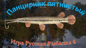 Панцирник пятнистый, точка, координаты ловли, на что клюет, сборка снасти, игра Русская рыбалка 4
