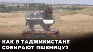 Под палящим солнцем: как собирают пшеницу в Таджикистане?