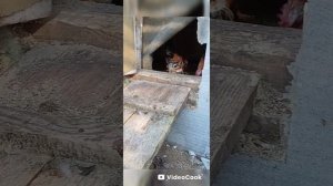 кохомиль петюни
