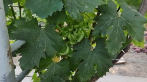 ДВЕ СУУУПЕР НОВИНКИ ОТ КАЛУГИНА!!! Telegram, WhatsApp и Vlber +79528500417. Тел. +79054033245.