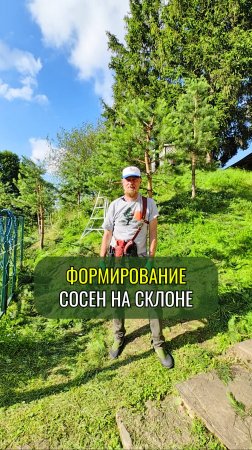 Формирование сосен на склоне в Свято-Успенском Псково-Печерском монастыре #ниваки
