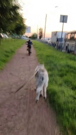 Хаски на спорте 🤣