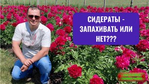 Сидераты весной - как повысить плодородие почвы. [Запахивать или нет？]!!!