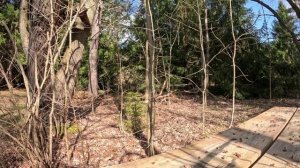 Тихий спокойный лес на красивой стоянке для пикника. Релакс видео для вас.