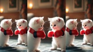 коты дерутся на перчатках