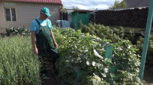 " Во саду ли, в огороде" ( Выпуск от 25.07.2025)