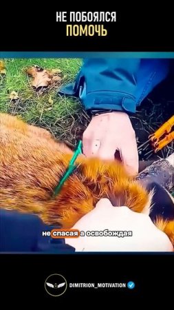 Не побоялся помочь лисе выбраться #добро