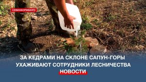 «Сад памяти»: за кедрами на склоне Сапун-горы ухаживают сотрудники лесничества