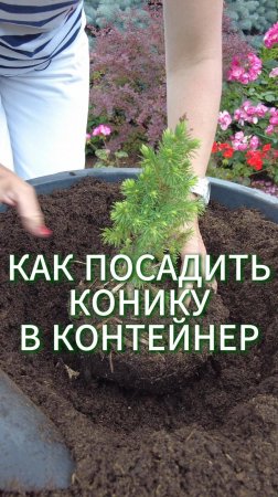 🌳 ЕЛЬ КОНИКА В КОНТЕЙНЕРЕ ОТЛИЧНО ЖИВЕТ!
