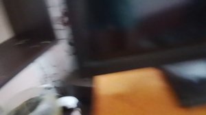 о хомячках 3