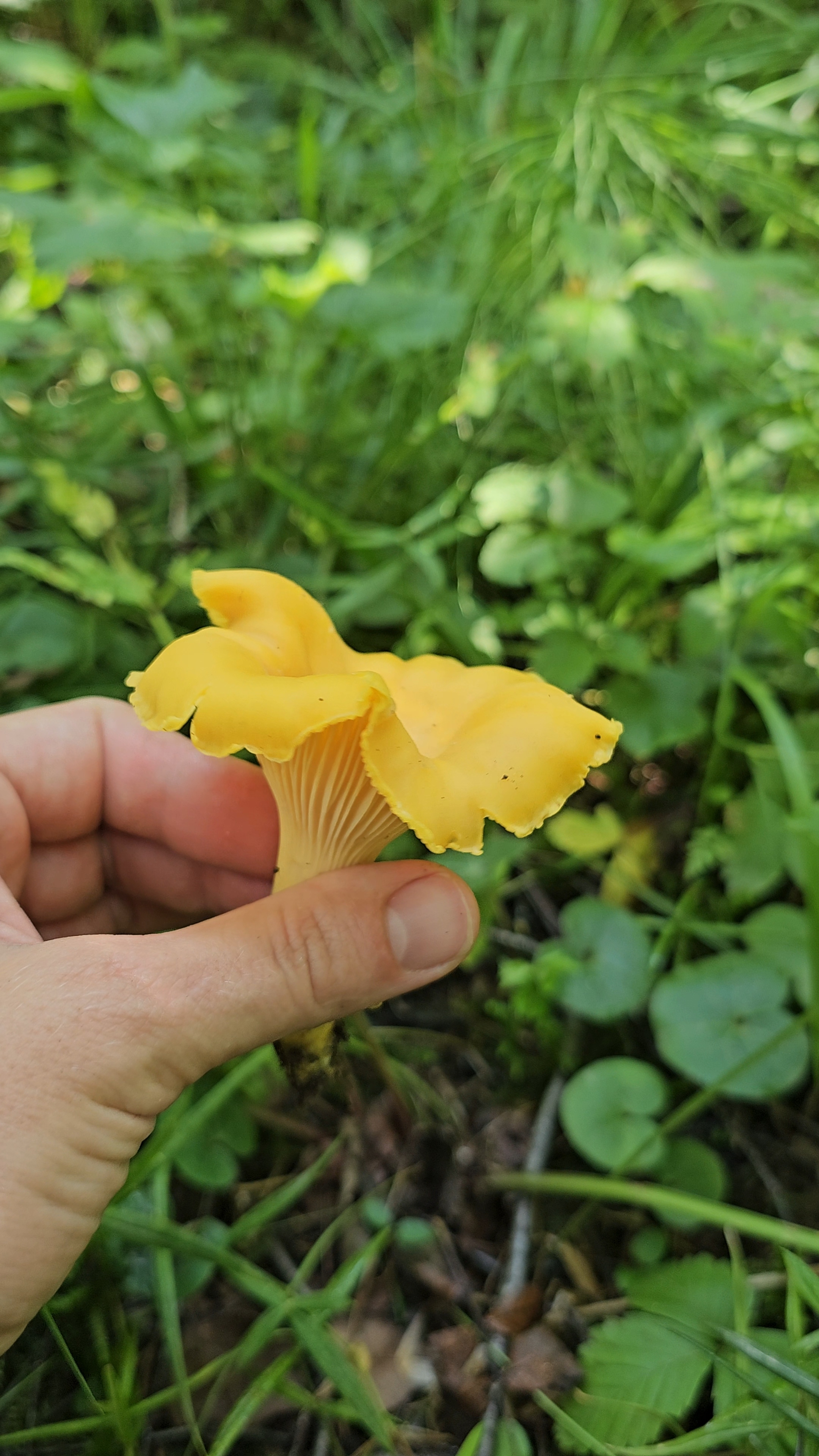 #лисички смотреть онлайн