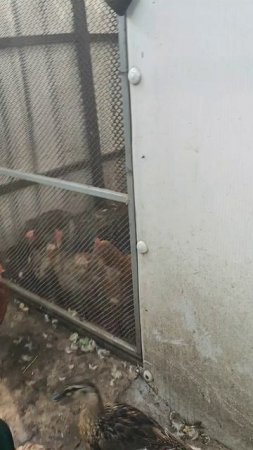 Кто на воле, кто за сеткой. Момент жизни на даче.