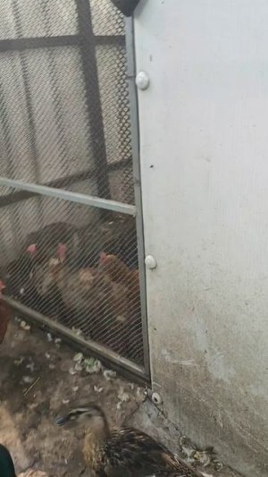 Кто на воле, кто за сеткой. Момент жизни на даче.