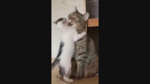 Смешные Коты #34