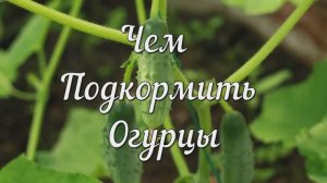 Чем  Подкормить Огурцы