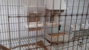 Самая лучшая кормушка для амадин !