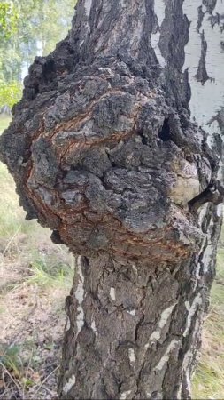 Берёзовая чага