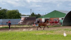 ГЕТЕРА ВП (Kash’s Cantab - Staro Little Angel) 14.02.2024