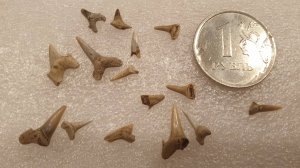 В поисках зубов древних акул в Варавинском овраге