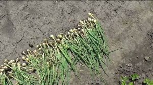 Урожай лука севка из семян