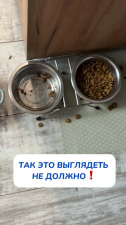Домашние животные | уборка | лайфхаки