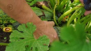 Дачные хитрости. Обновленный анонс. Канал Загородный