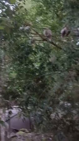 куры на деревьях