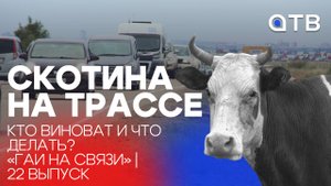 СКОТИНА НА ТРАССЕ. Кто виноват и что делать? «ГАИ на связи» | 22 выпуск