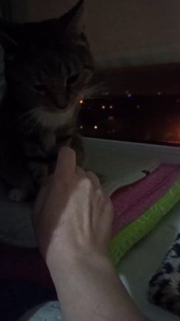 Ревность котов к любимой хозяйке. Хохма.