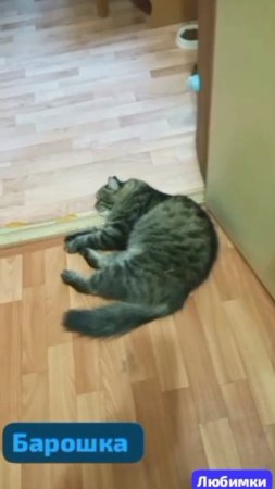 Их мы любим- то за что? Кто знает?