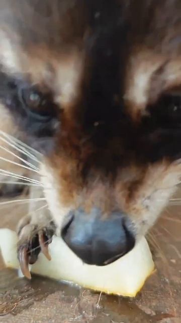 Дынька для енота смотреть онлайн