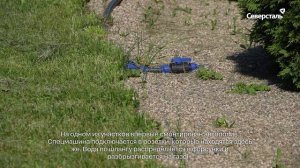 Металлургический комбинат обновляет остановку общественного транспорта напротив заводоуправления