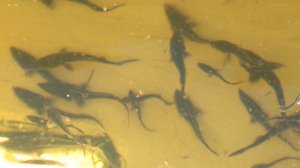 Под Ярославлем в водоёмы выпустили мальков стерляди