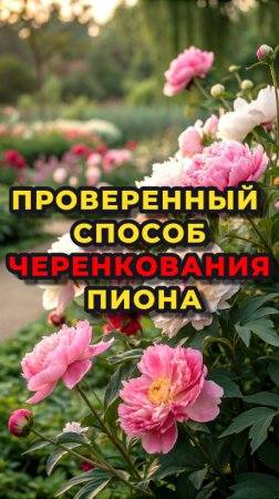 💯-% способ черенкования и укоренения пиона🌺