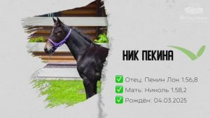 НИК ПЕКИНА «V»(Пекин Лок– Николь «Ч») 04.03.2025 г.р.