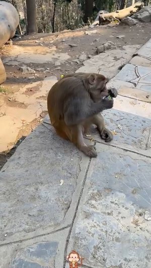 приколы с обезьянами 🐒