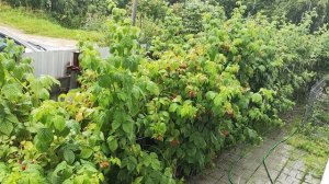 18. сильный дождь, успела убрать лук и чеснок