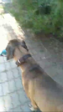 Холли