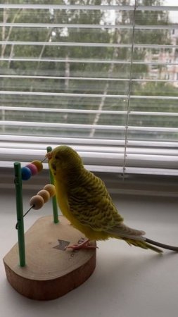 Попугайчик Рикки- забавный говорун. Ricky the parrot is a funny talker. 32.