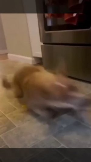 Сабака и яйцо
