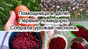 25-07-2025Помощница в деле .Первые помидоры.Собрала урожай чеснока.