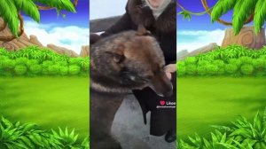 Человек собаке друг| Смешные пушистые друзья| 13 выпуск 1 сезон от 25.07.2025.
