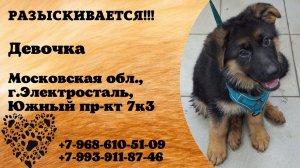 Пропала собака! Девочка. Московская обл., г.Электросталь.