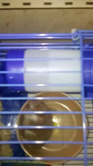 VID_20250724_195231.3gp