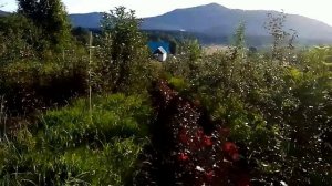 Почему начал с сортоиспытания южных сортов. а не выбрал готовые рекомендации для данной местности