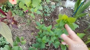 Встреча с родными. Бездомные собаки, пытаюсь найти им дом. Жизнь семьи на юге.