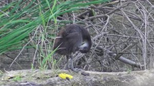 Птенец лысухи чистит перья ( Fulica atra )