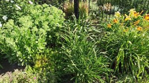 Работаю в цветнике с лилейниками.