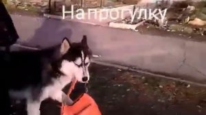 Лукас идёт на тренировку и с тренеровки