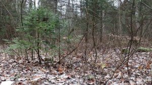 Снегопад. Расслабляющие звуки леса. Природный релакс.